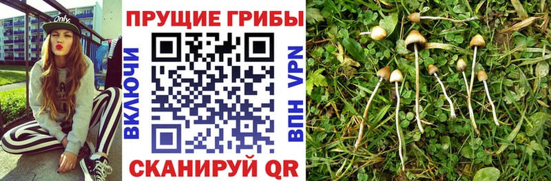 Псилоцибиновые грибы Psilocybe  Купить  Кинель 